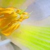 Gelb-Gruene-Blume