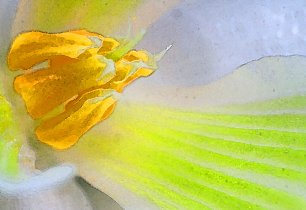 Gelb Gruene Blume Wandbild