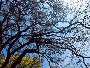 Himmel Aeste Zweige Baum Wandbild