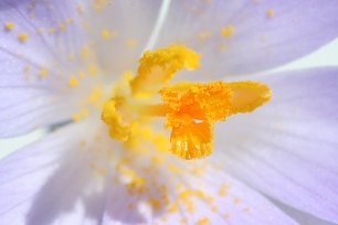 Krokus Bluetenpollen Wandbild