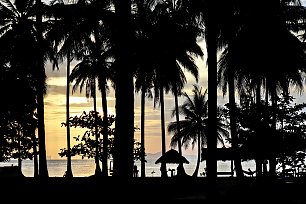 Palmen am Meer Wandbild