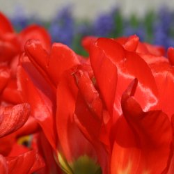 Rote-Tulpen-Blueten