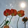 Roter-Mohn