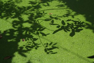 Wasserlinsen Wandbild