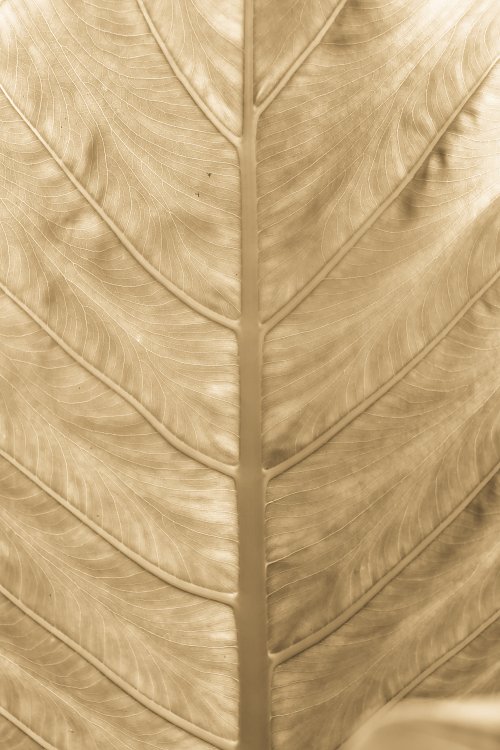 ALT0081 Wandbild