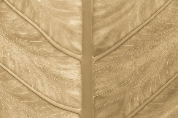 ALT0082 Wandbild