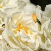 Frische-Lebensenergie
