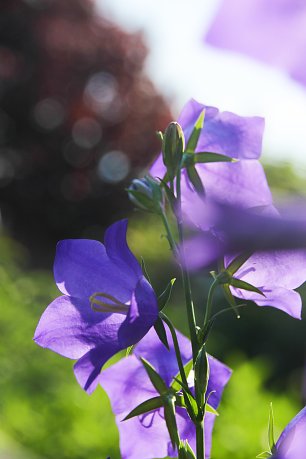 Fruehling Wandbild