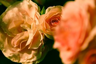 Orange Rosen Wandbild
