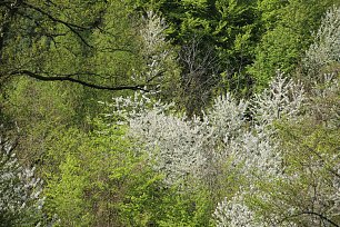 Weisse Bluetenbaeume Wandbild