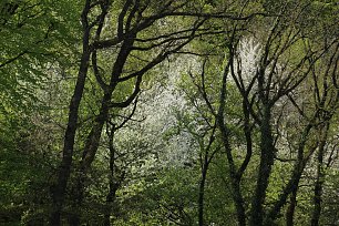 Zauberhafter Wald Wandbild