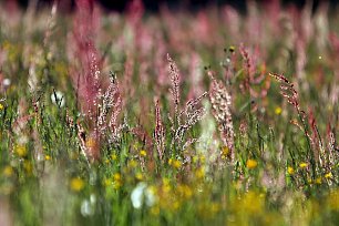 Bayerische Alpenwiese Wandbild
