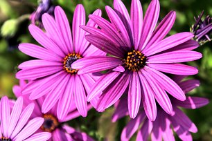 Blumenbouquet Wandbild