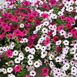 Blumenstrauss