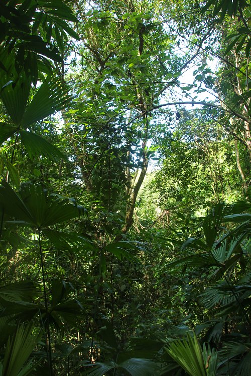 Blick in den Dschungel Wandbild