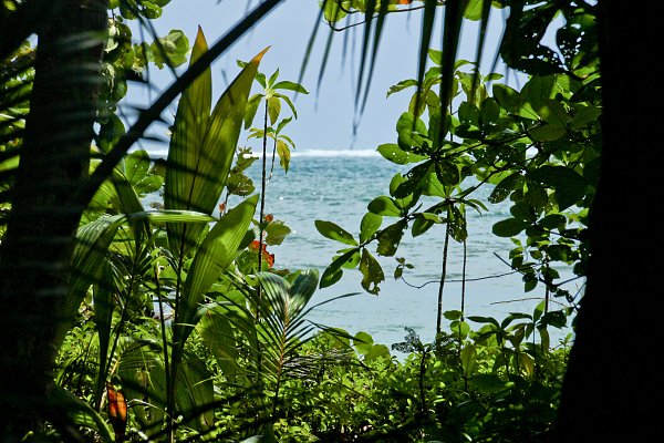 Jungelpflanzen am Meer Wandbild