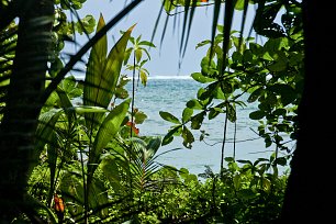 Jungelpflanzen am Meer Wandbild