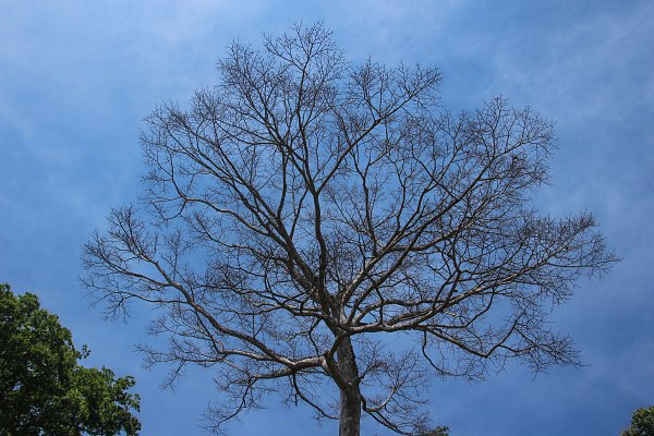 Kahler Baum Wandbild