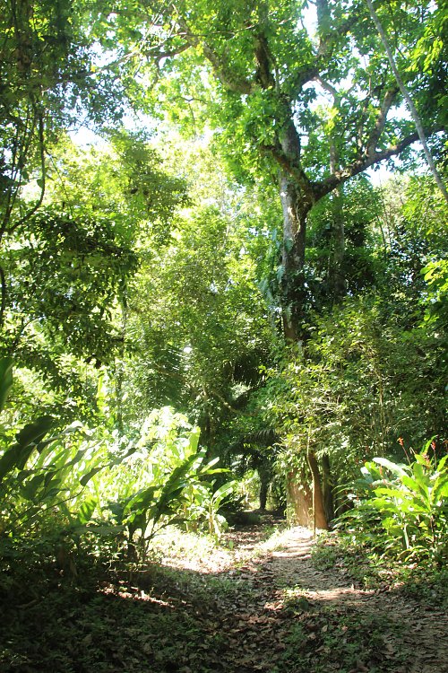 Subtropischer Wald Wandbild