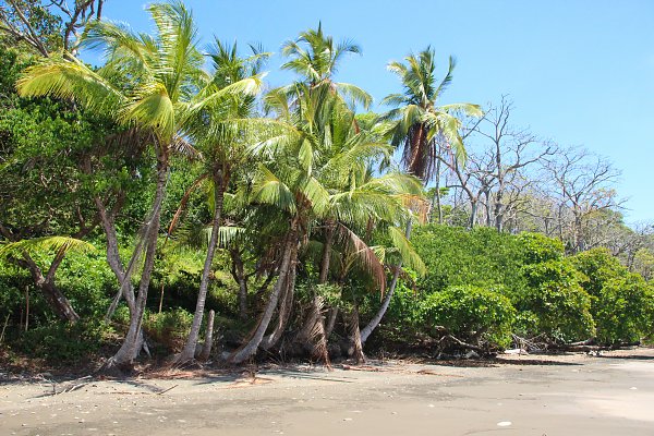 Tropischer Palmenstrand Wandbild