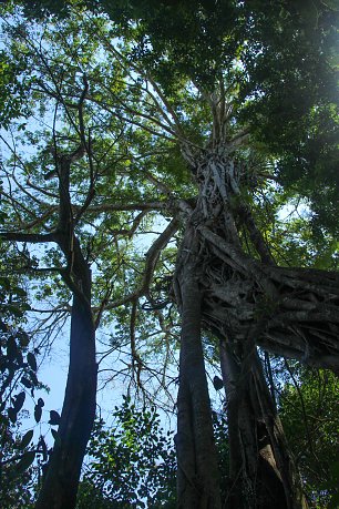 Tropischer Wald Wandbild