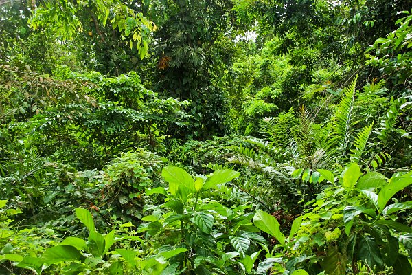 Urwald Paradies Wandbild