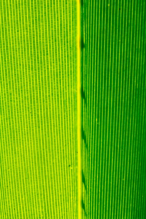 X0197 Wandbild