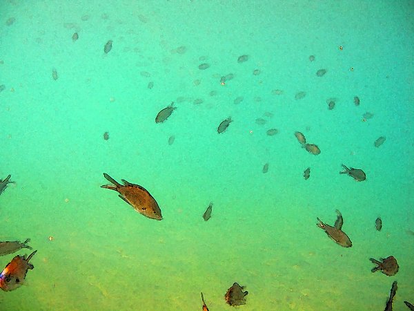 Fische Unterwasser Wandbild