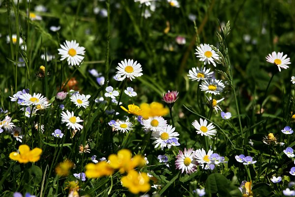 Gartenwiese Wandbild