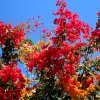 Gelb-Rote-Bougainville