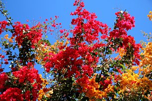 Gelb Rote Bougainville Wandbild