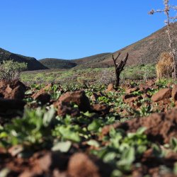 Hochebene-auf-Gran-Canaria