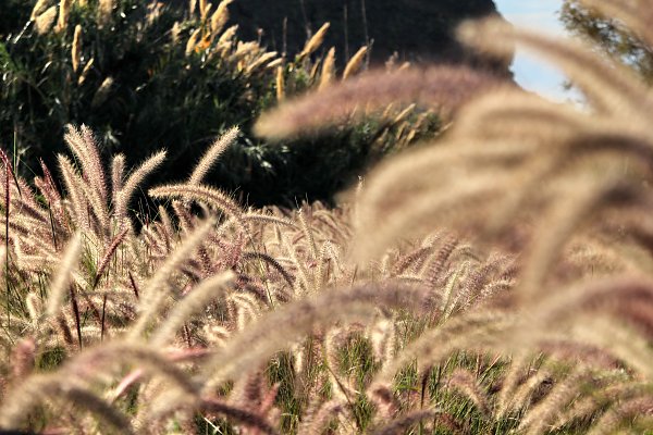 Lebendige Natur Wandbild