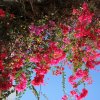 Rosarote-Bougainville