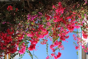 Rosarote Bougainville Wandbild