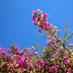 Sommerlicher-Bluetenzweig