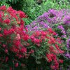 Ueppige-Bougainvillea