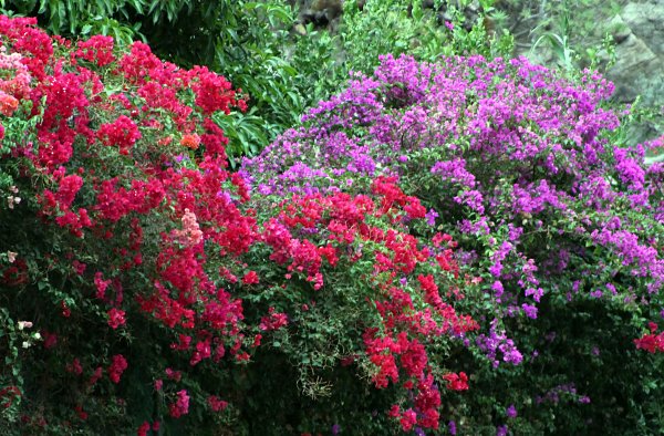 Ueppige Bougainvillea Wandbild