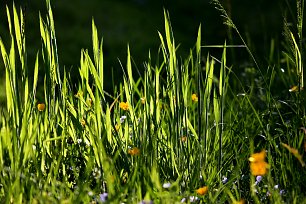 Gras Wandbild