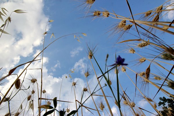Im Kornfeld Wandbild