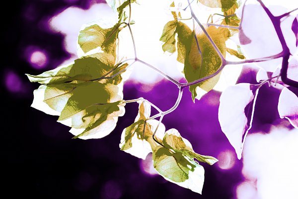 IR0011 Wandbild