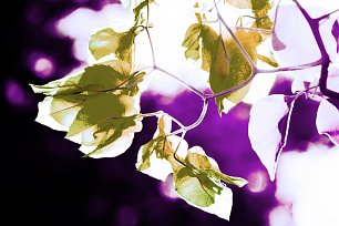 IR0011 Wandbild