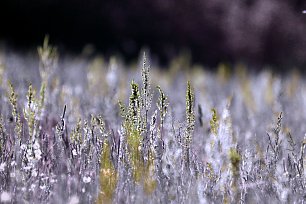 IR0014 Wandbild