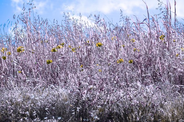 IR0049 Wandbild