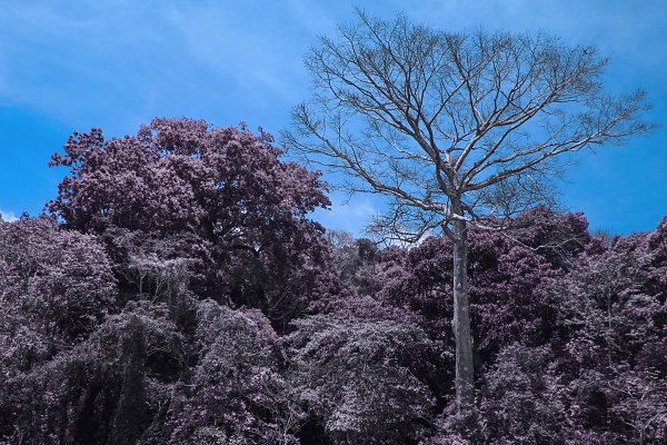 IR0061 Wandbild