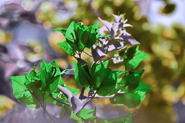 IR0088 Wandbild