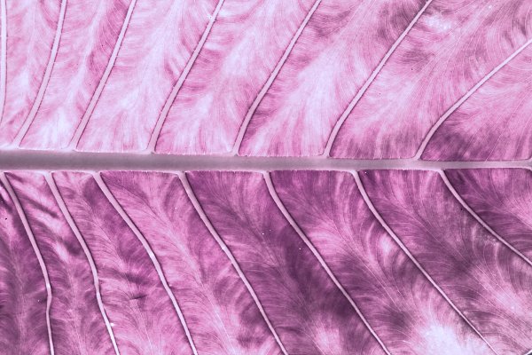 IR0097 Wandbild