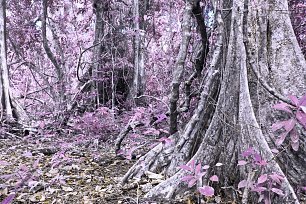 IR0113 Wandbild