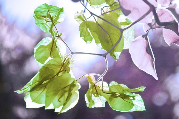 IR0115 Wandbild