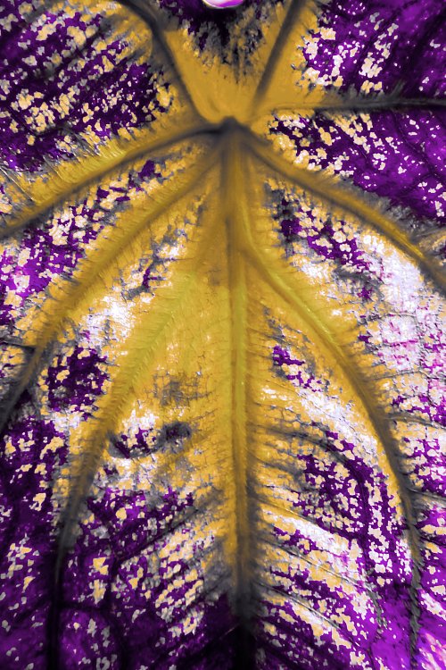 IR0175 Wandbild